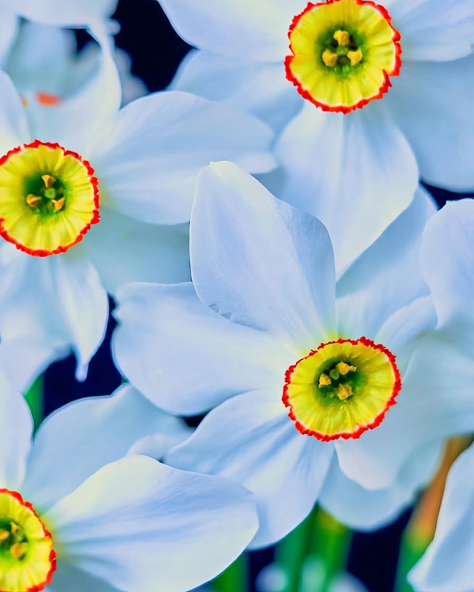 Daffodil (Narcissus) 'Pheasant's Eye' - Harding & Bloom