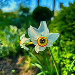 Daffodil (Narcissus) 'Pheasant's Eye' - Harding & Bloom