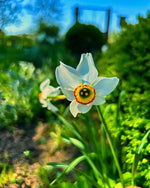 Daffodil (Narcissus) 'Pheasant's Eye' - Harding & Bloom