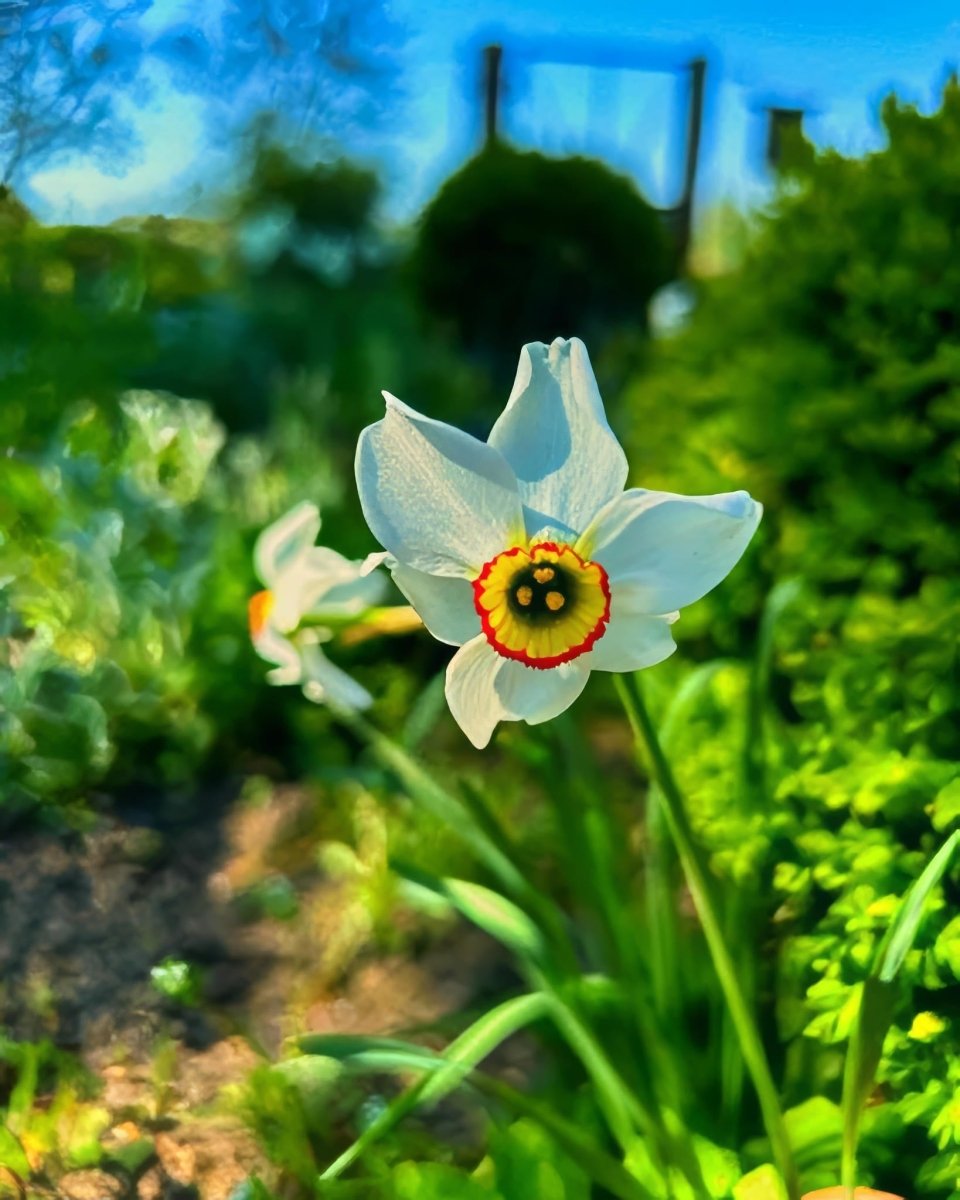 Daffodil (Narcissus) 'Pheasant's Eye' - Harding & Bloom