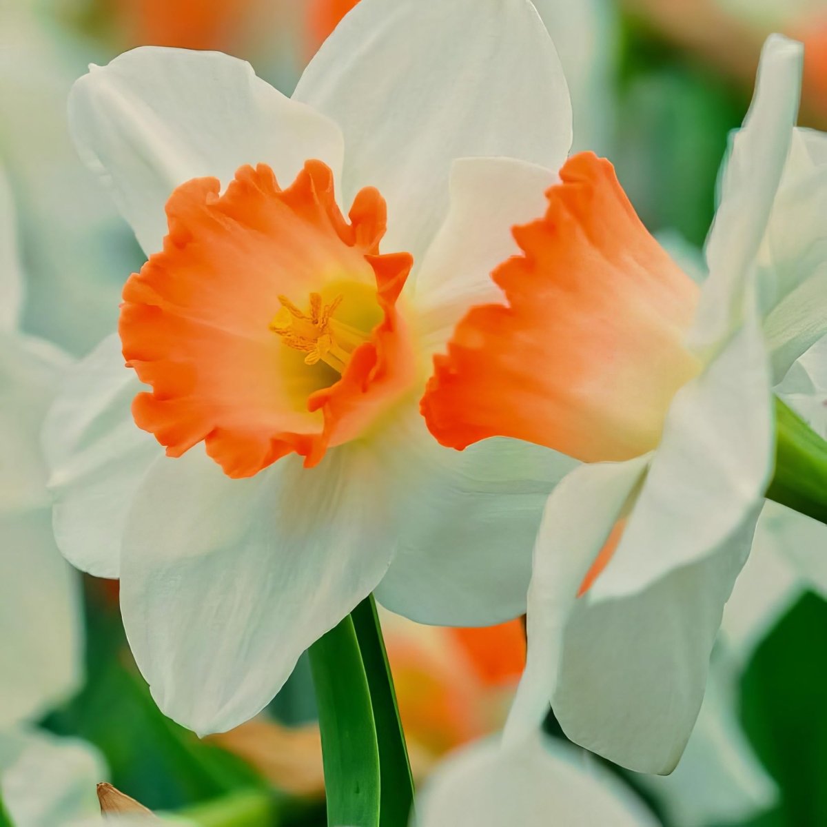 Daffodil (Narcissus) 'Pink Charm'