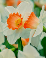 Daffodil (Narcissus) 'Pink Charm' - Harding & Bloom