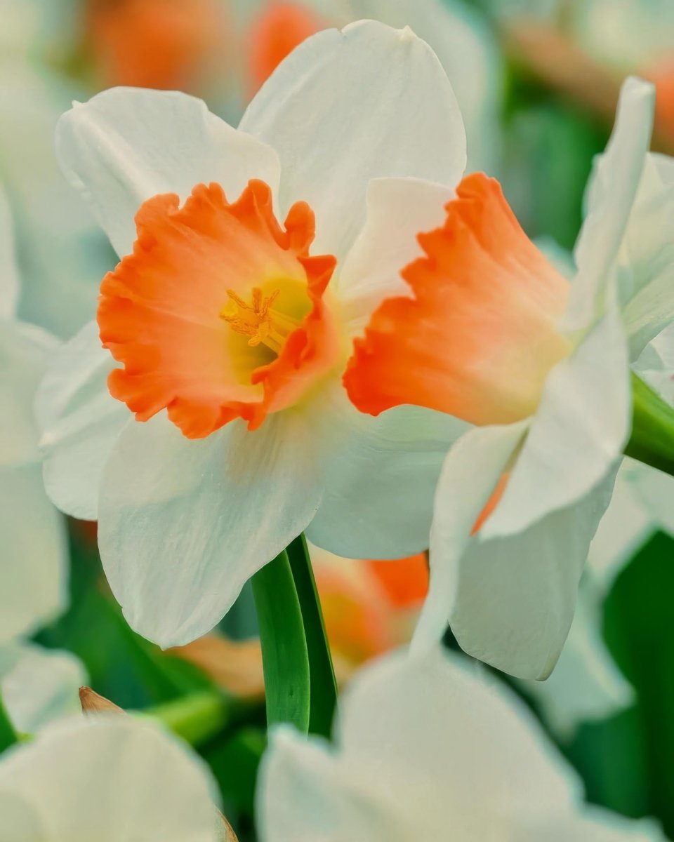 Daffodil (Narcissus) 'Pink Charm' - Harding & Bloom