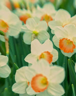Daffodil (Narcissus) 'Pink Charm' - Harding & Bloom