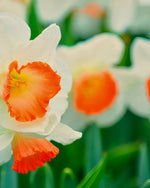 Daffodil (Narcissus) 'Pink Charm' - Harding & Bloom