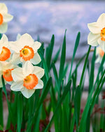 Daffodil (Narcissus) 'Pink Charm' - Harding & Bloom