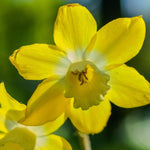 Daffodil (Narcissus) 'Pipit' - Harding & Bloom