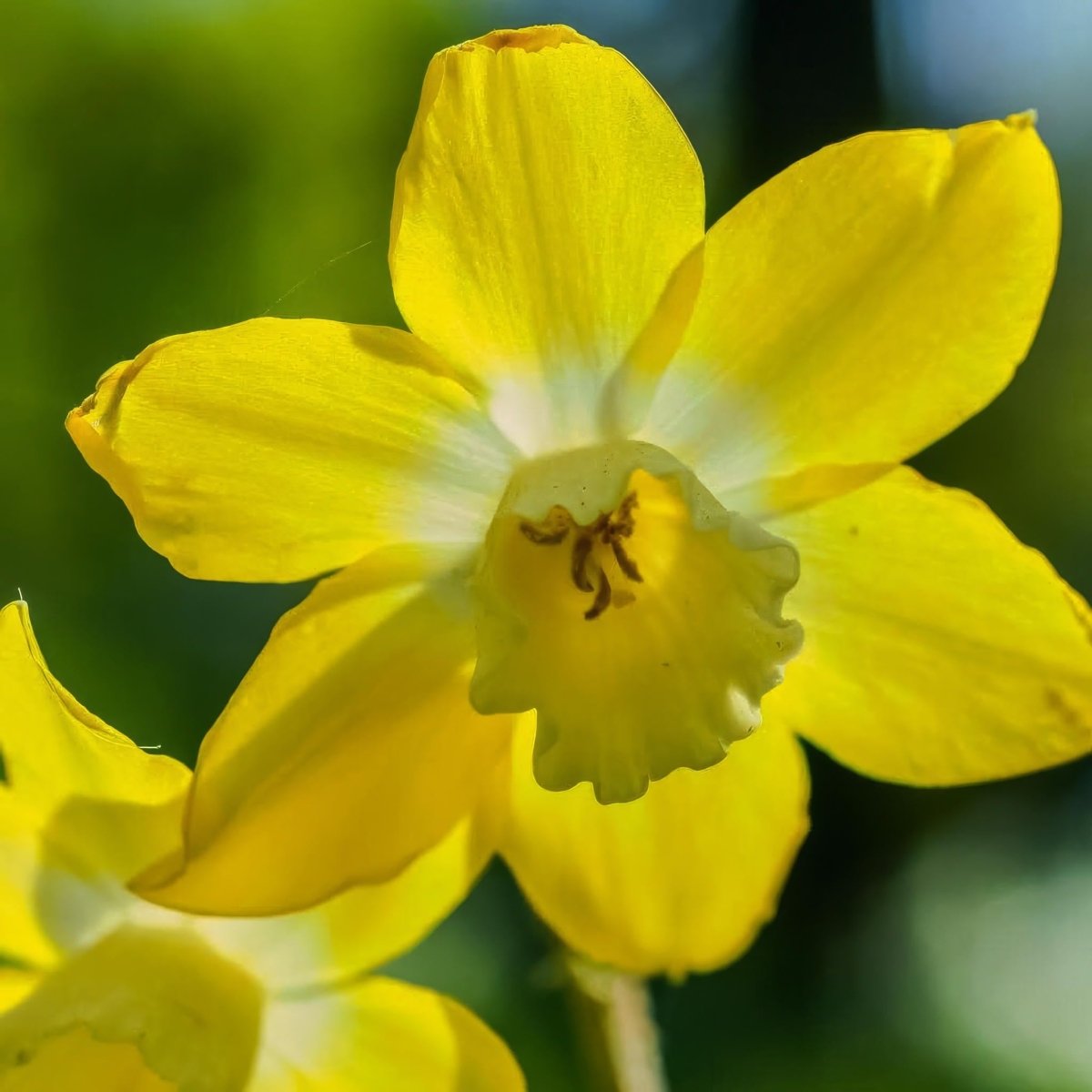 Daffodil (Narcissus) 'Pipit' - Harding & Bloom