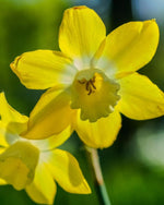 Daffodil (Narcissus) 'Pipit' - Harding & Bloom
