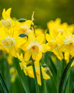Daffodil (Narcissus) 'Pipit' - Harding & Bloom