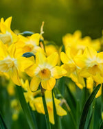 Daffodil (Narcissus) 'Pipit' - Harding & Bloom