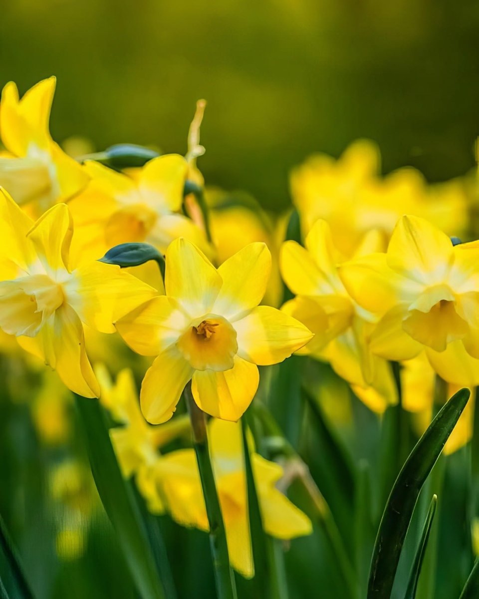 Daffodil (Narcissus) 'Pipit' - Harding & Bloom