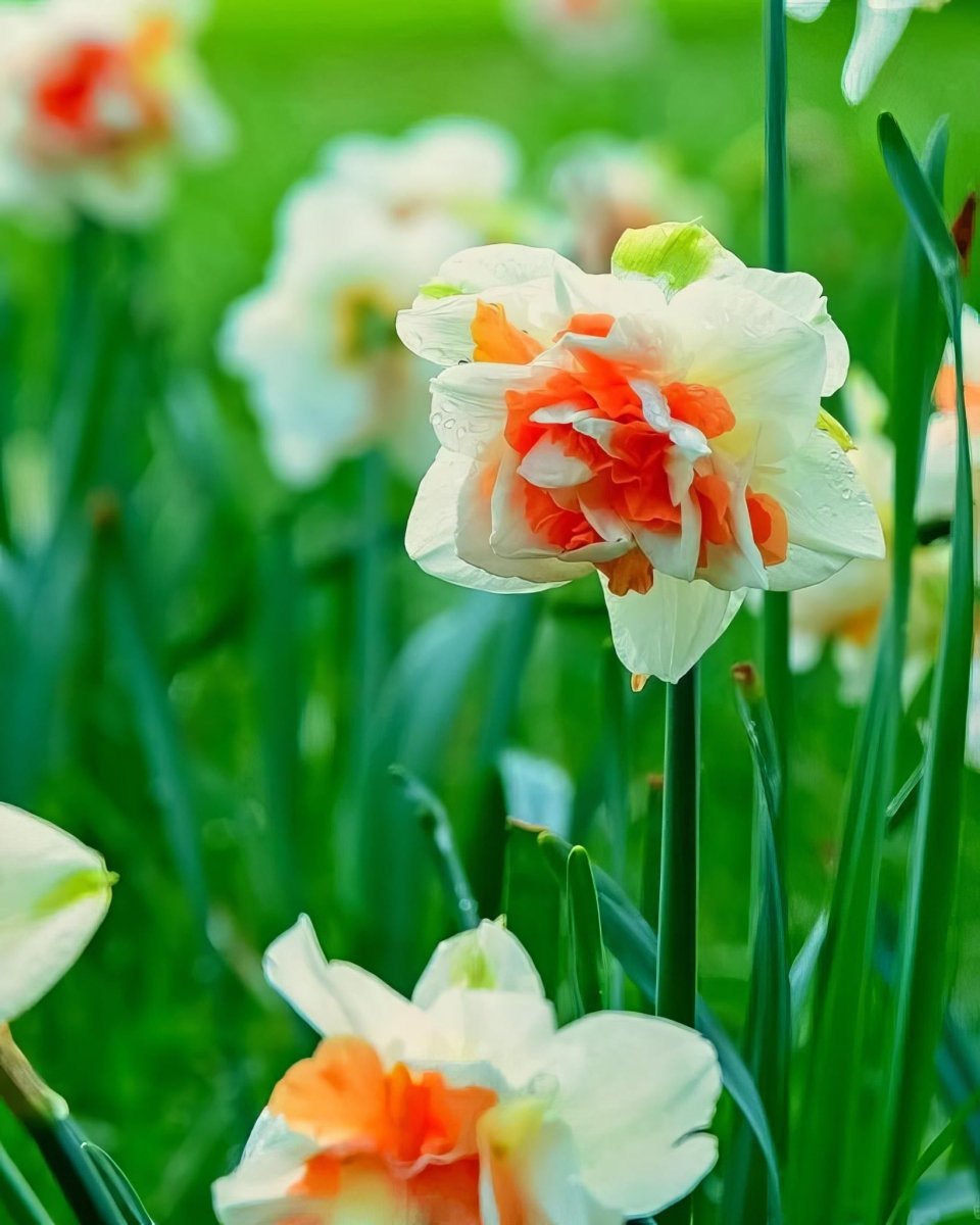 Daffodil (Narcissus) 'Replete' - Harding & Bloom