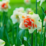 Daffodil (Narcissus) 'Replete' - Harding & Bloom