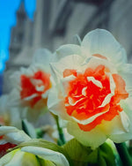 Daffodil (Narcissus) 'Replete' - Harding & Bloom