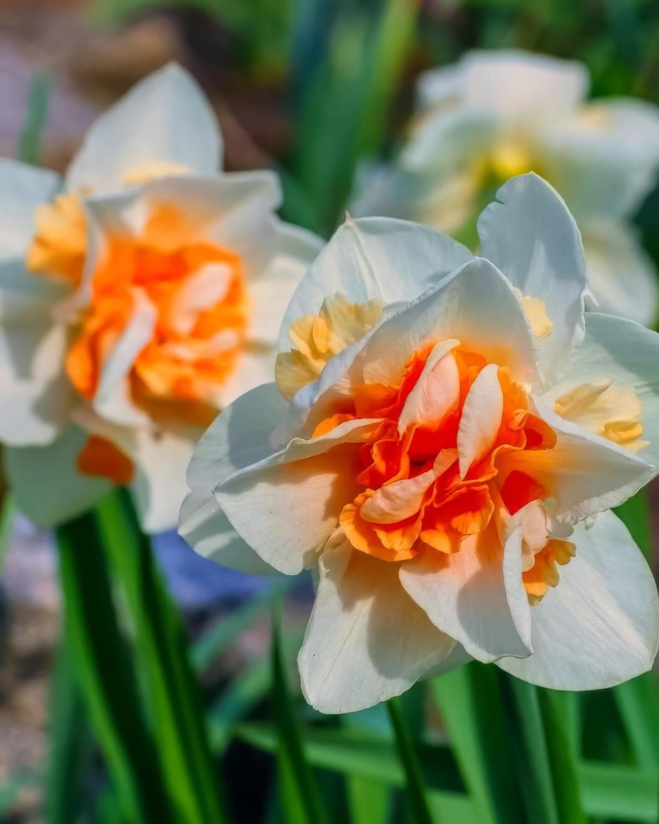 Daffodil (Narcissus) 'Replete' - Harding & Bloom