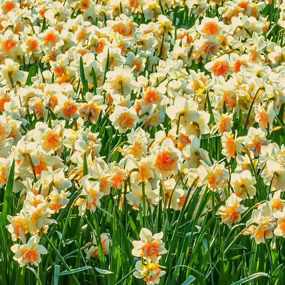 Daffodil (Narcissus) 'Replete' - Harding & Bloom
