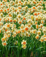 Daffodil (Narcissus) 'Replete' - Harding & Bloom