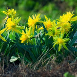 Daffodil (Narcissus) 'Rip van Winkle' - Harding & Bloom