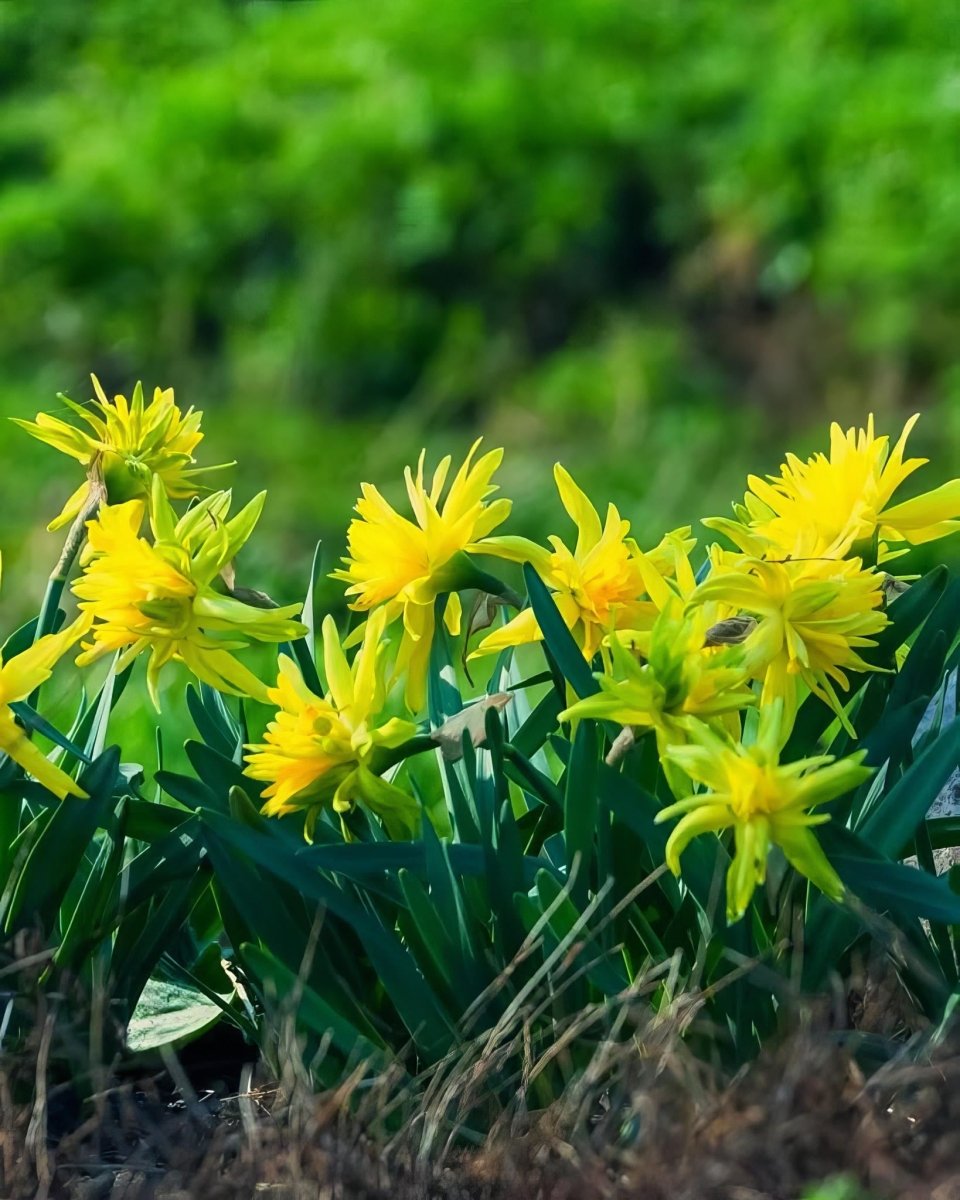 Daffodil (Narcissus) 'Rip van Winkle' - Harding & Bloom
