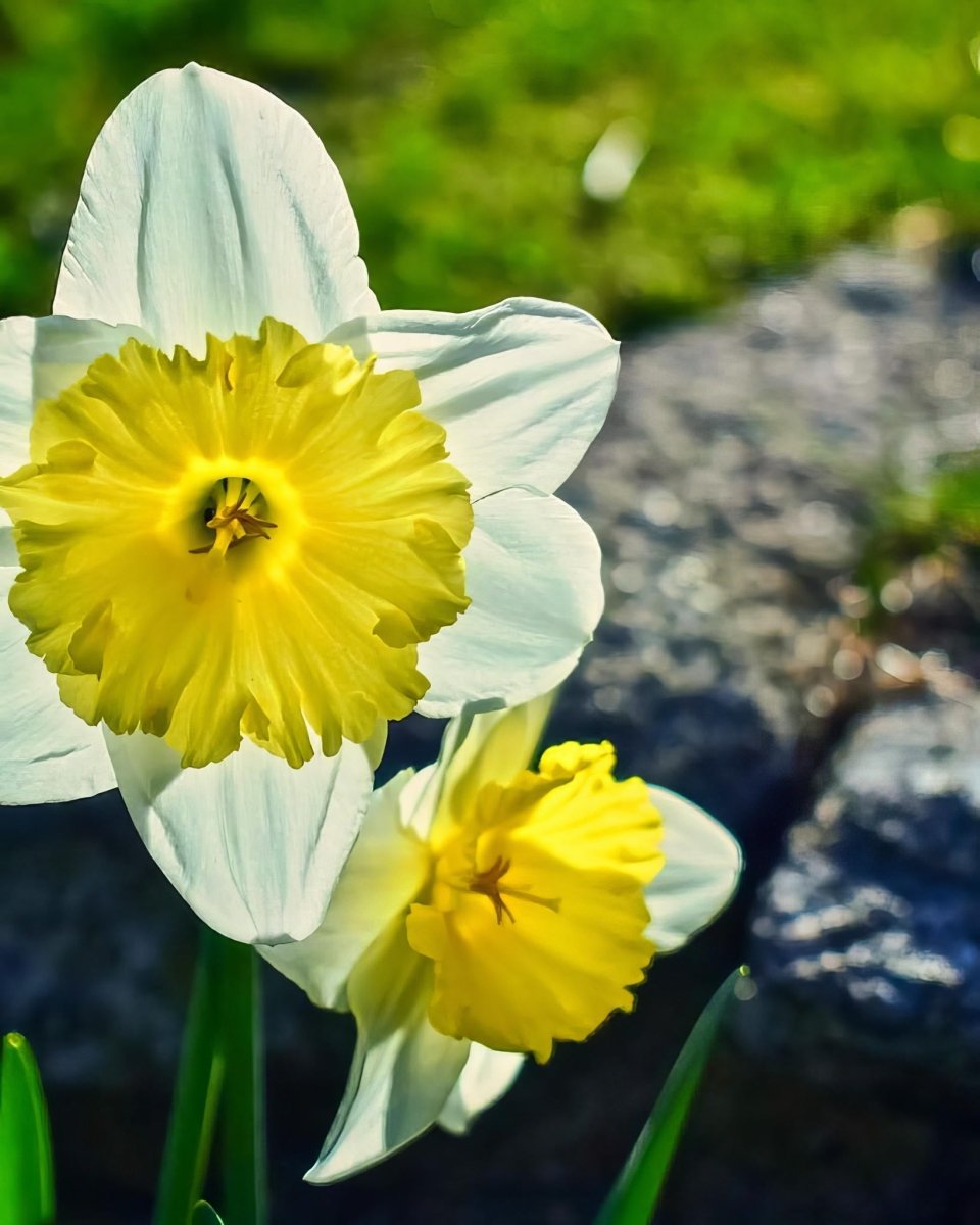 Daffodil (Narcissus) 'Segovia' - Harding & Bloom