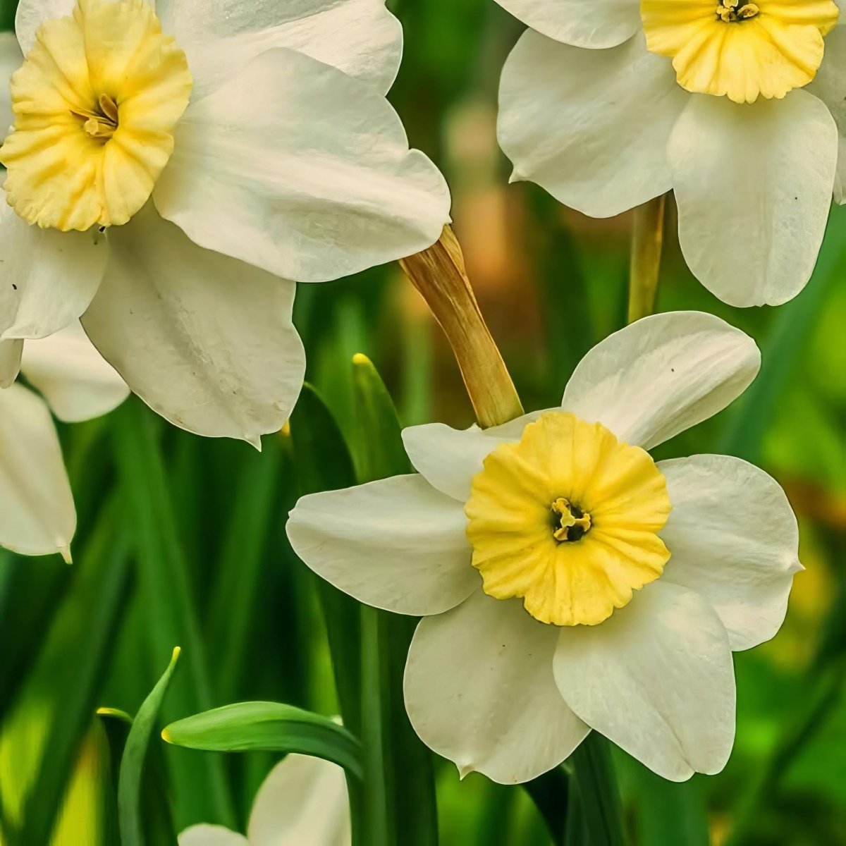 Daffodil (Narcissus) 'Segovia' - Harding & Bloom