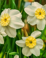 Daffodil (Narcissus) 'Segovia' - Harding & Bloom