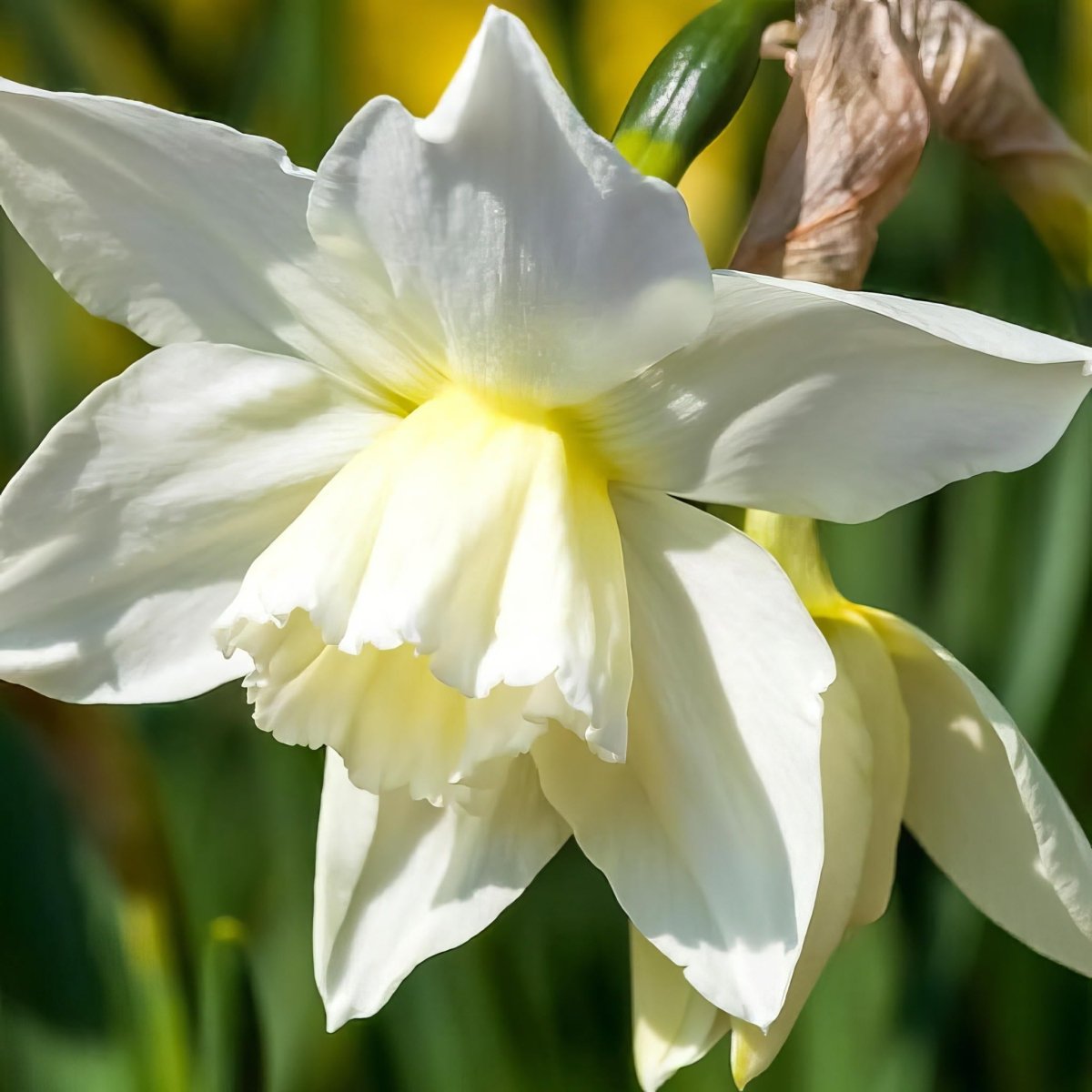 Daffodil (Narcissus) 'Thalia' - Harding & Bloom