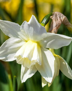 Daffodil (Narcissus) 'Thalia' - Harding & Bloom