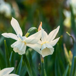 Daffodil (Narcissus) 'Thalia' - Harding & Bloom