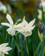 Daffodil (Narcissus) 'Thalia' - Harding & Bloom