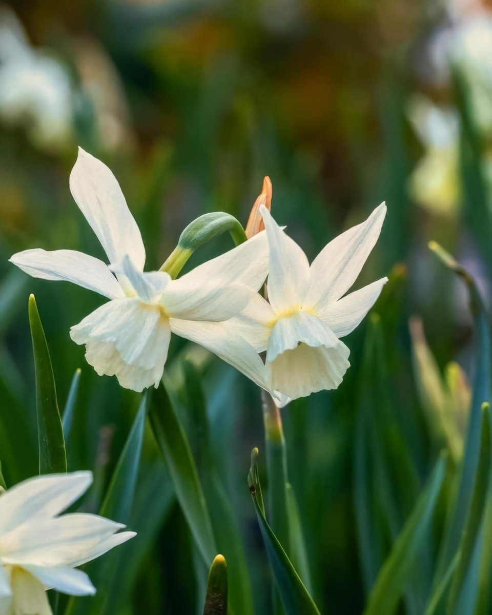 Daffodil (Narcissus) 'Thalia' - Harding & Bloom