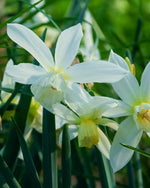 Daffodil (Narcissus) 'Thalia' - Harding & Bloom