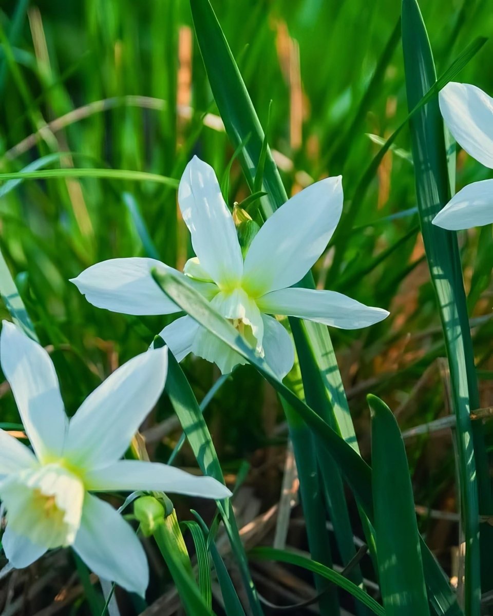 Daffodil (Narcissus) 'Thalia' - Harding & Bloom