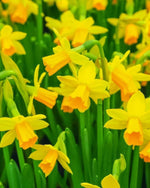 Daffodil (Narcissus) 'Yellow Sailboat' - Harding & Bloom