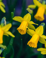 Daffodil (Narcissus) 'Yellow Sailboat' - Harding & Bloom
