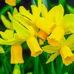 Daffodil (Narcissus) 'Yellow Sailboat' - Harding & Bloom