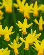 Daffodil (Narcissus) 'Yellow Sailboat' - Harding & Bloom