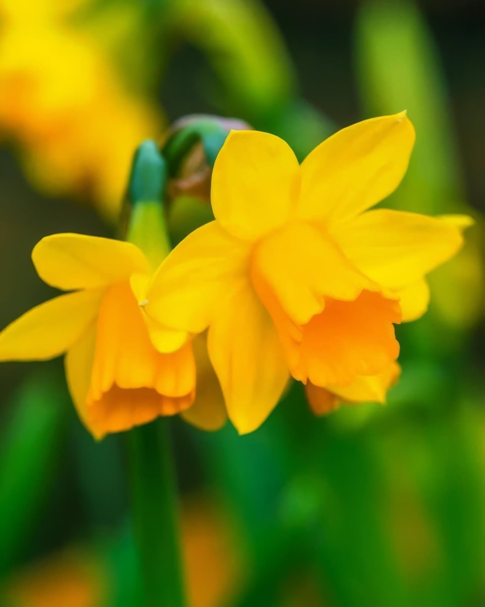 Daffodil 'Tête - à - Tête' - Harding & Bloom