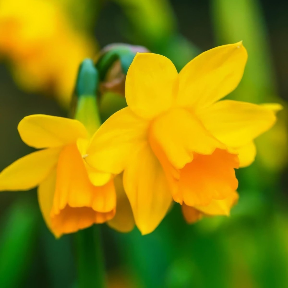 Daffodil 'Tête - à - Tête' - Harding & Bloom