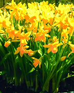 Daffodil 'Tête - à - Tête' - Harding & Bloom