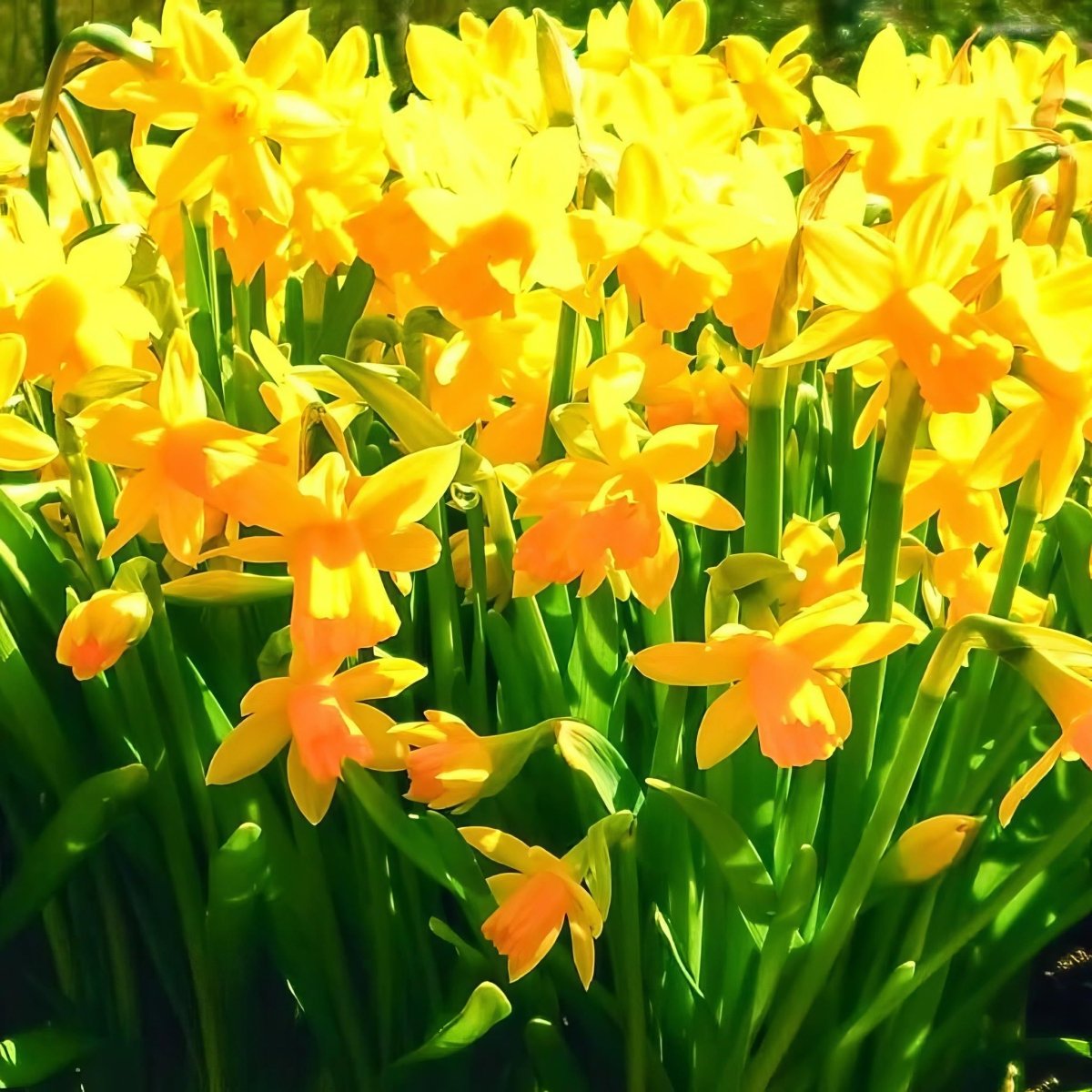 Daffodil 'Tête - à - Tête' - Harding & Bloom