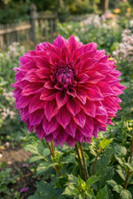 Dahlia 'Babylon Purple' - Harding & Bloom