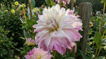 Dahlia 'Pink Petticoat' (Decorative) - Harding & Bloom