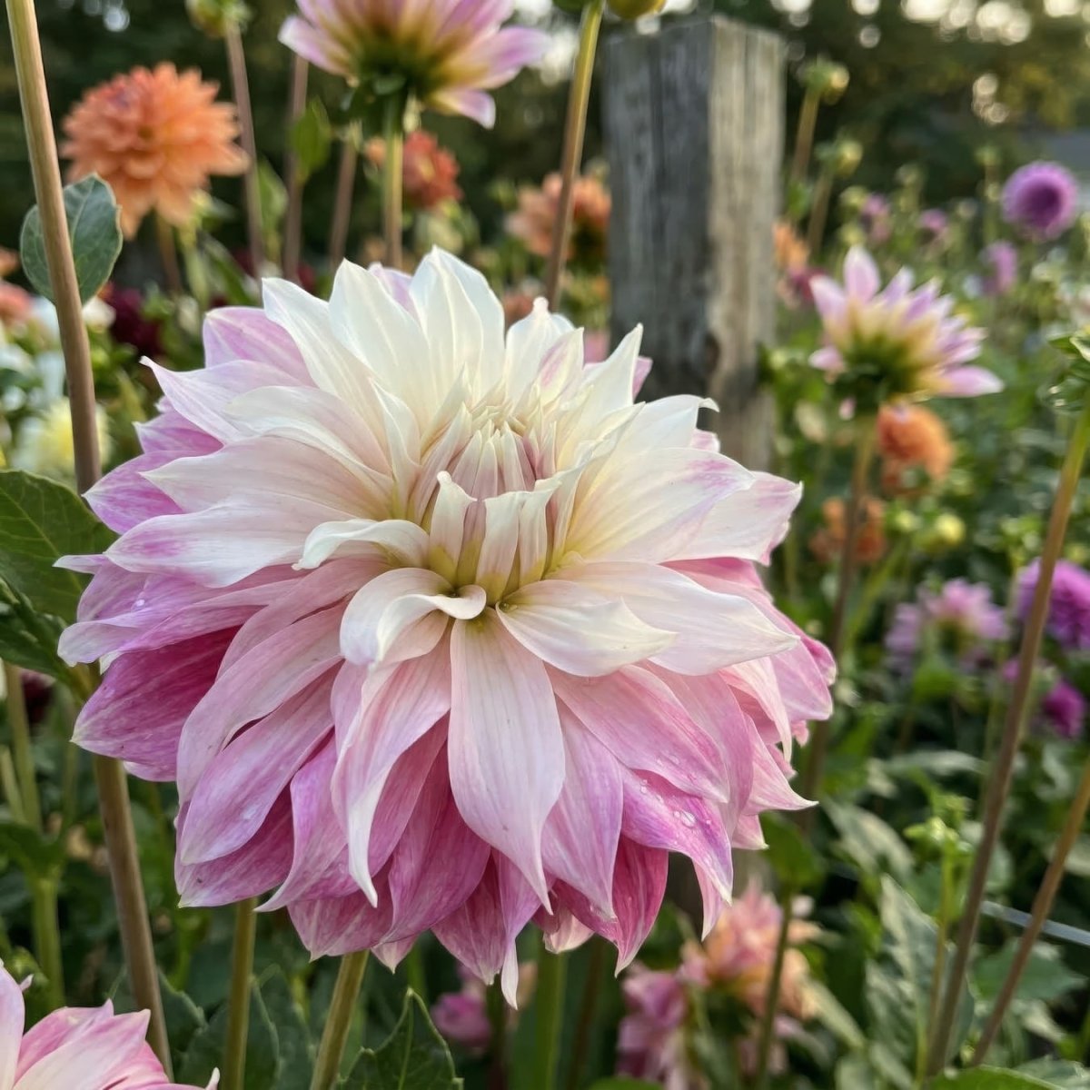 Dahlia 'Pink Petticoat' (Decorative) - Harding & Bloom