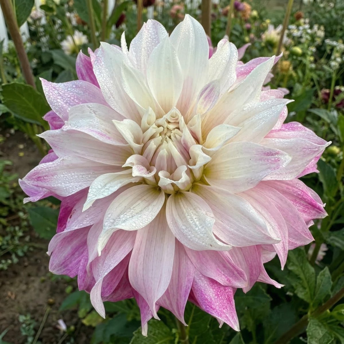 Dahlia 'Pink Petticoat' (Decorative) - Harding & Bloom