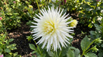 Dahlia 'Playa Blanca' (Cactus) - Harding & Bloom