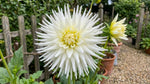 Dahlia 'Playa Blanca' (Cactus) - Harding & Bloom