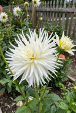 Dahlia 'Playa Blanca' (Cactus) - Harding & Bloom