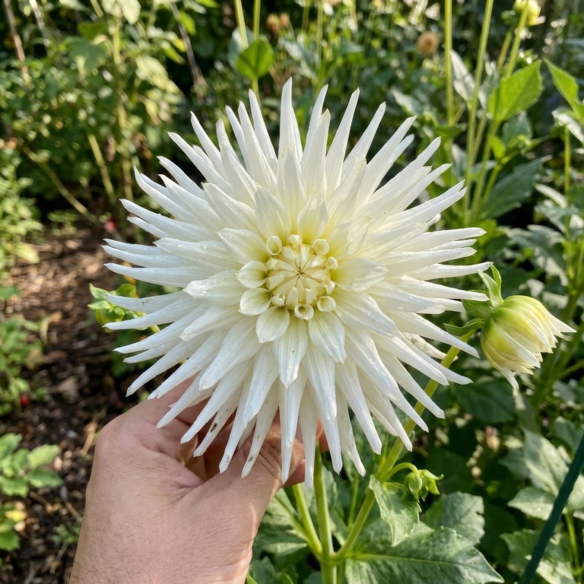Dahlia 'Playa Blanca' (Cactus) - Harding & Bloom